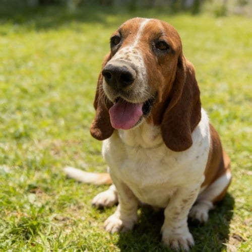 Photo of General, adoptable Basset Hound in Chandler, Arizona