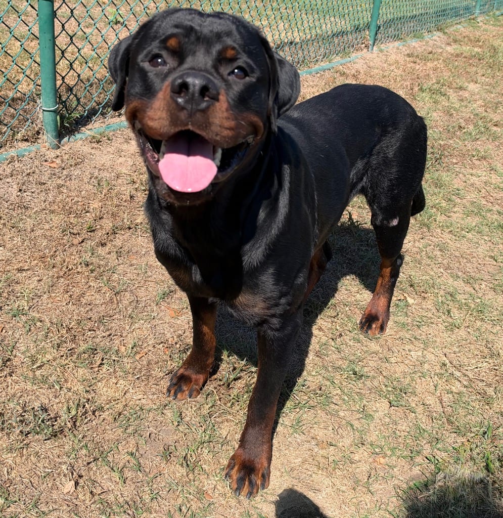 Photo of Bear, adoptable Rottweiler in Little Rock, Arkansas