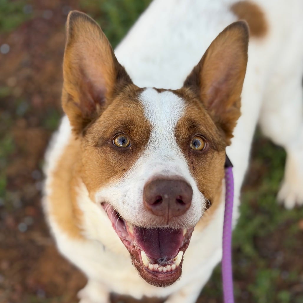 Photo of Buddy, adoptable Cattle Dog / Mix in Kanab, Utah