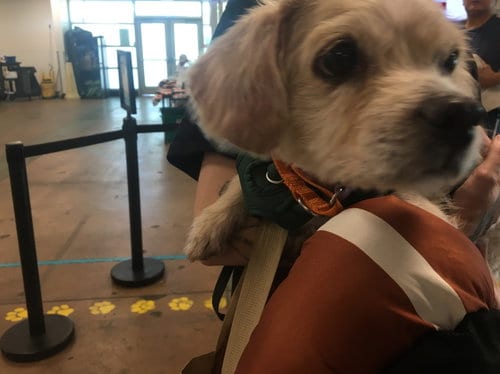 Photo of Betty Boop, adoptable Maltese in Van Nuys, California