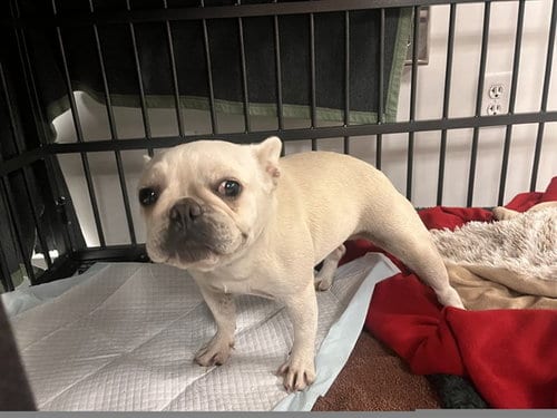 Photo of A165386, adoptable French Bulldog in Corona, California
