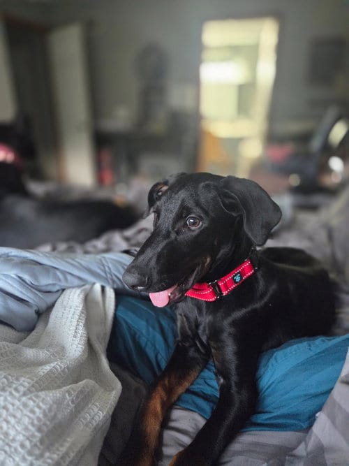 Photo of Dash, adoptable Doberman Pinscher in Minneaoplis, Minnesota