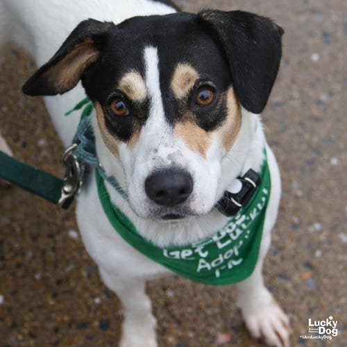 Photo of Bailey, adoptable Labrador Retriever in Washington, District of Columbia