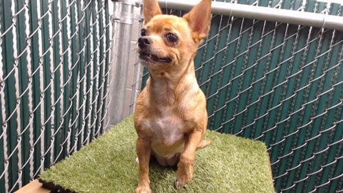 Photo of Ginger, adoptable Chihuahua in Downey, California