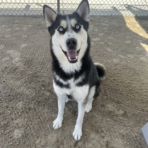 Photo of Bubba, adoptable Siberian Husky in Thousand Palms, California