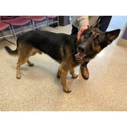 Photo of Ash, adoptable German Shepherd Dog in Doral, Florida