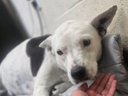 Photo of Agetha, adoptable Pit Bull Terrier in Chula Vista, California