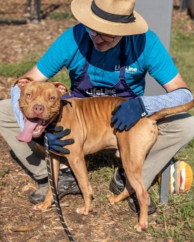Photo of Hansel, adoptable dog in Chamblee, Georgia