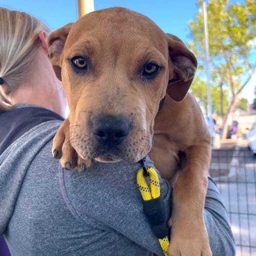 Photo of Garlic Parm, adoptable Pit Bull Terrier in Oakland, California