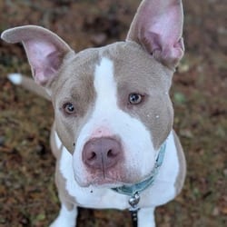 Photo of Amelia, adoptable Terrier (Unknown Type, Medium) in Syracuse, New York