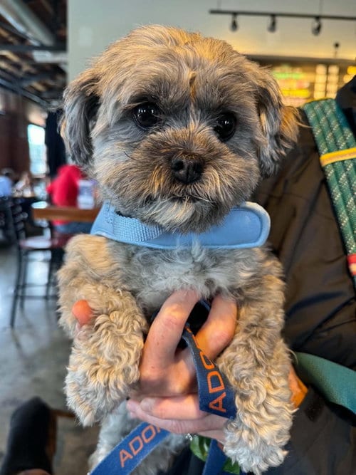 Photo of Novalee, adoptable Maltese in Charlotte, North Carolina
