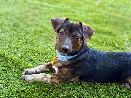 Photo of Symon, adoptable Dachshund in Sandy, Utah