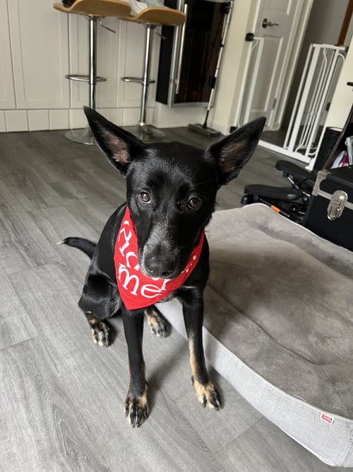 Photo of Naomi 1563, adoptable Belgian Shepherd Malinois in ROLLING MEADOWS, Illinois