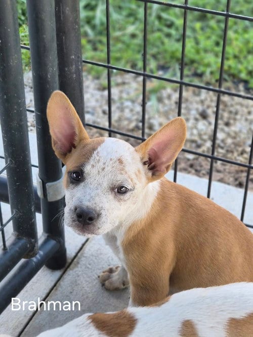Photo of Brahman, adoptable Australian Cattle Dog/Blue Heeler in Bolivar, Missouri