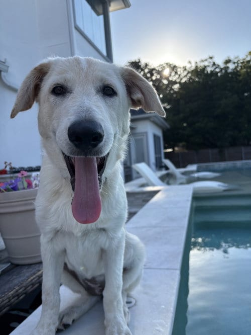 Photo of Ruby, adoptable Great Pyrenees in Dallas, Texas