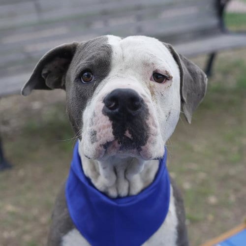Photo of Ruckus, adoptable American Staffordshire Terrier in San Antonio, Texas