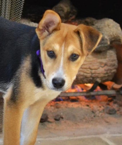 Photo of Maggie, adoptable Hound in Germanton, Tennessee