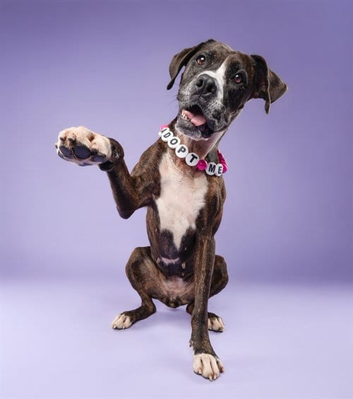 Photo of Nora, adoptable American Bulldog in Miami, Florida