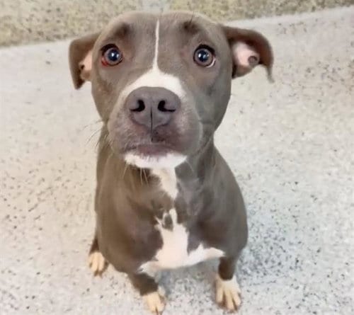 Photo of Boston, adoptable Pit Bull Terrier in Houston, Texas