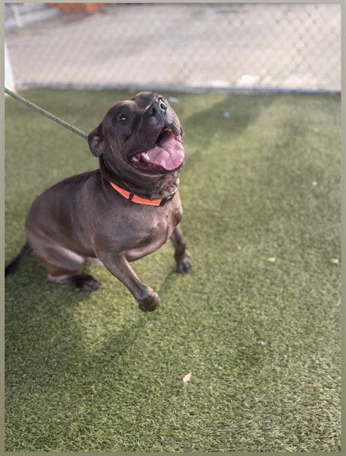 Photo of Hades, adoptable American Pit Bull Terrier in Miami, Florida