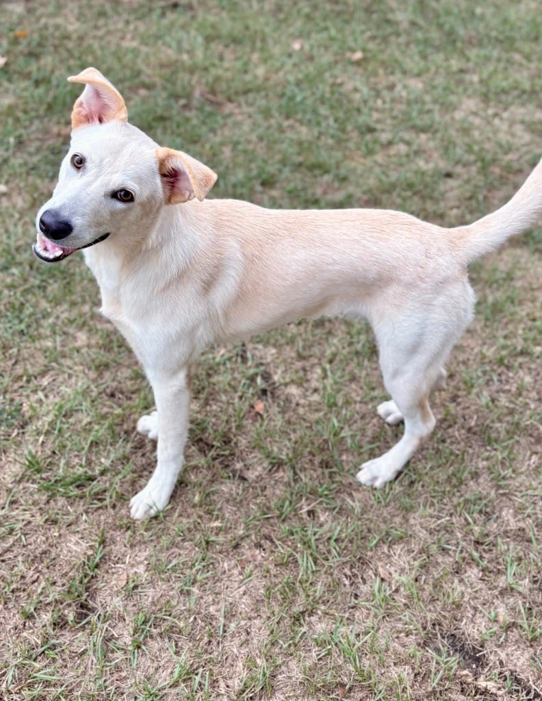 Photo of Rodney, adoptable Labrador Retriever in Nacogdoches, Texas