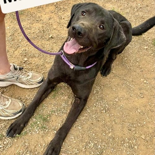 Photo of Maximus, adoptable Labrador Retriever in Yreka, California