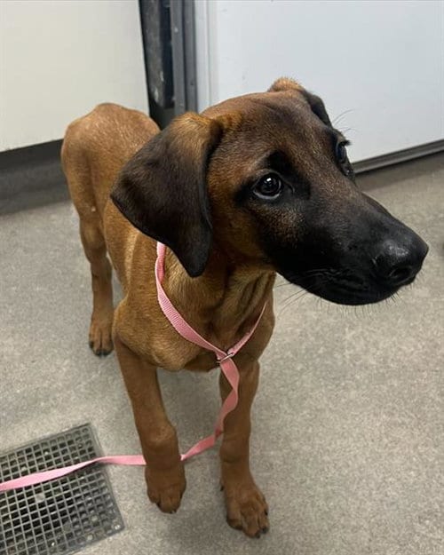 Photo of Scarlet, adoptable Plott Hound in HESPERIA, California