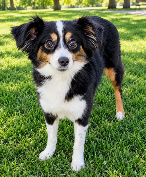 Photo of Dory, adoptable Australian Shepherd in Sussex, New Jersey