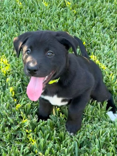 Photo of Nyx, adoptable Labrador Retriever in The Woodlands, Texas