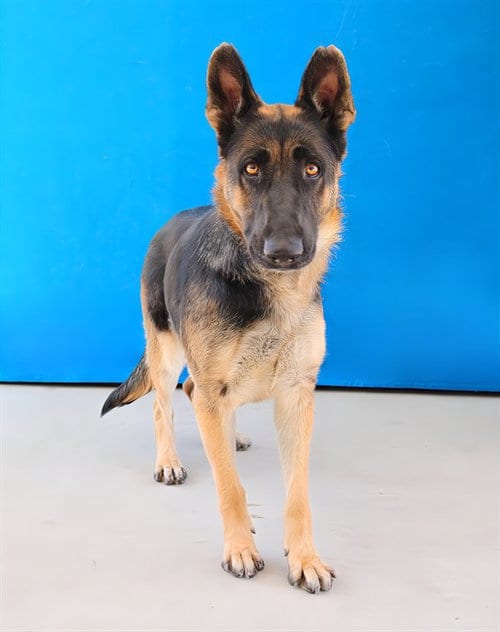 Photo of Birdie, adoptable German Shepherd Dog in Baldwin Park, California