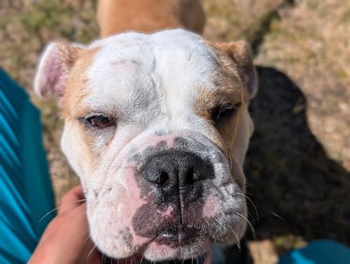 Photo of Darcy, adoptable English Bulldog in Denver, Colorado