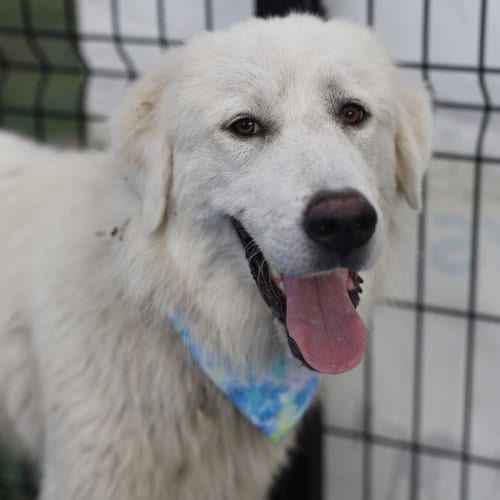 Photo of Henry, adoptable Great Pyrenees in San Antonio, Texas