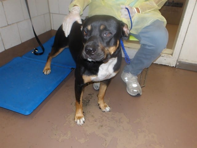 Photo of Panama, adoptable Rottweiler and American Pit Bull Terrier in Chicago, Illinois