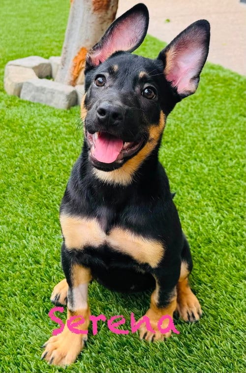 Photo of Serena, adoptable German Shepherd Dog in Mission Viejo, California