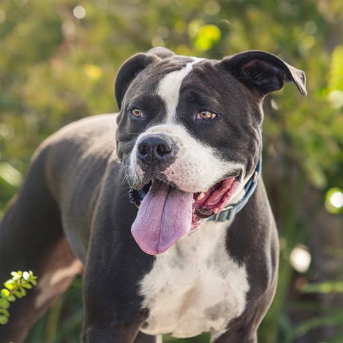 Photo of Reggie, adoptable Pit Bull Terrier in Camarillo, California