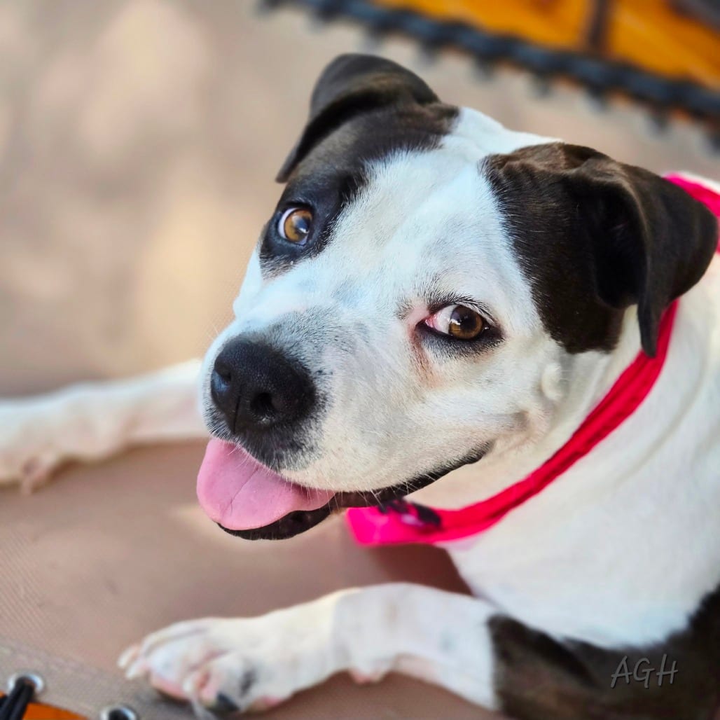 Photo of Clover, adoptable Terrier, American Staffordshire / Mix in San Antonio, Texas