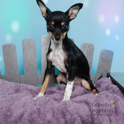 Photo of A165028, adoptable Chihuahua in Corona, California