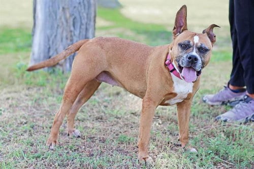 Photo of Lieutenant, adoptable Boxer in Albuquerque, New Mexico