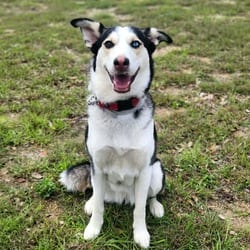 Photo of Ruby Rae LM, adoptable Husky in Hartford, Connecticut