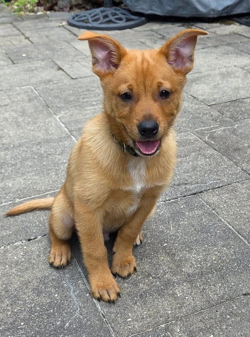 Photo of Peanut, adoptable Pomeranian in Oakhurst, New Jersey