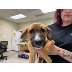 Photo of Veronica, adoptable Mixed Breed (Medium) in Maumee, Ohio