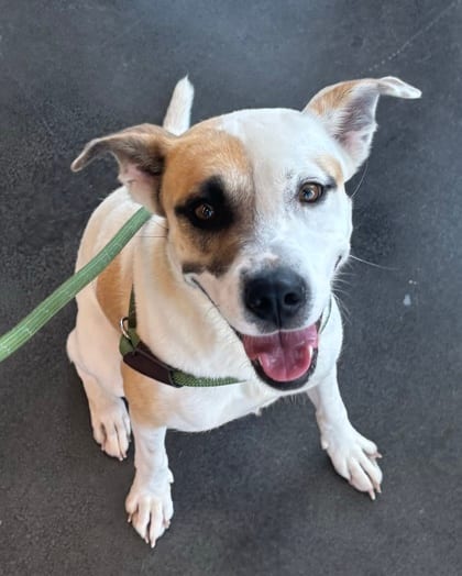 Photo of Angel, adoptable dog in Atlanta, Georgia