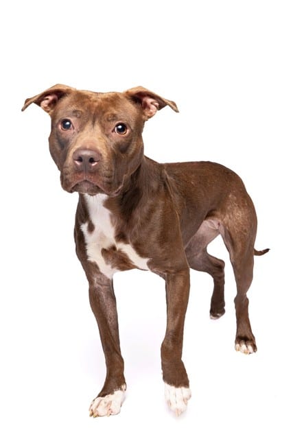 Photo of Red Velvet, adoptable Terrier in Miami, Florida
