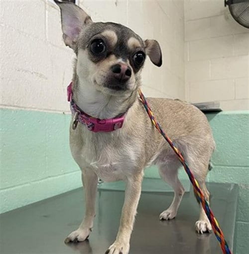 Photo of Nana, adoptable Chihuahua in Sacramento, California
