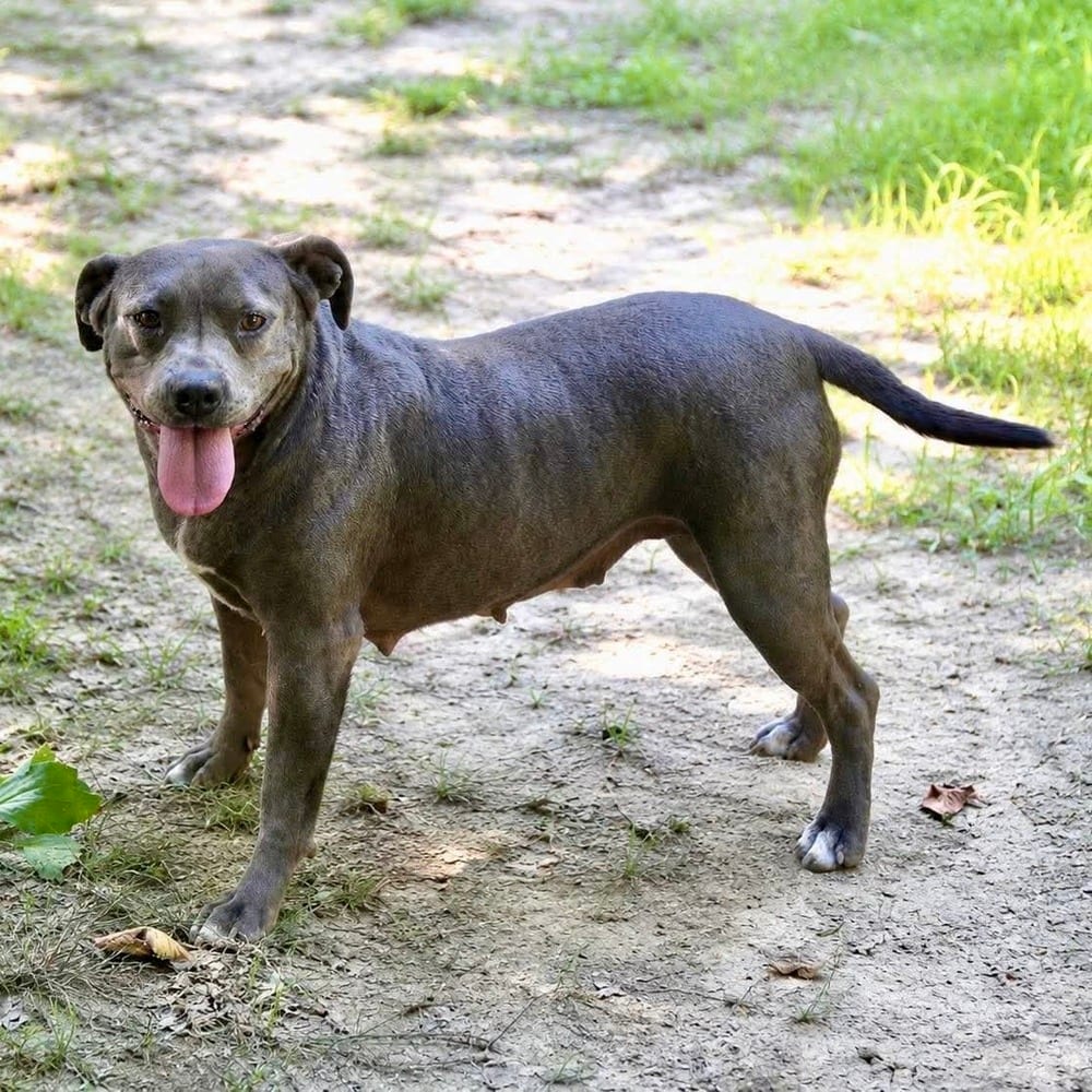Photo of Lila Grace, adoptable Terrier, American Staffordshire / Mixed Breed (Medium) in Whitestone, New York