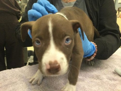 Photo of Bella, adoptable Siberian Husky in Riverside, California