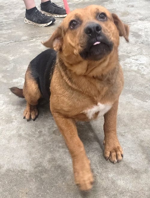 Photo of Megatron, adoptable Hound in Wetumpka, Alabama