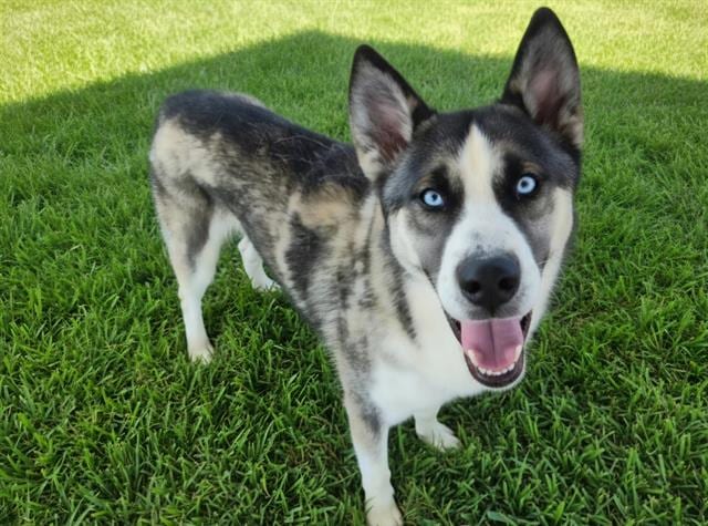 Photo of Chance, adoptable Alaskan Husky mix in Albuquerque, New Mexico