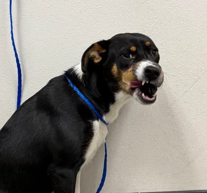 Photo of Auti, adoptable dog in Farmington, New Mexico
