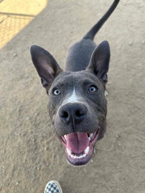 Photo of Baloo, adoptable American Pit Bull Terrier in La Verne, California
